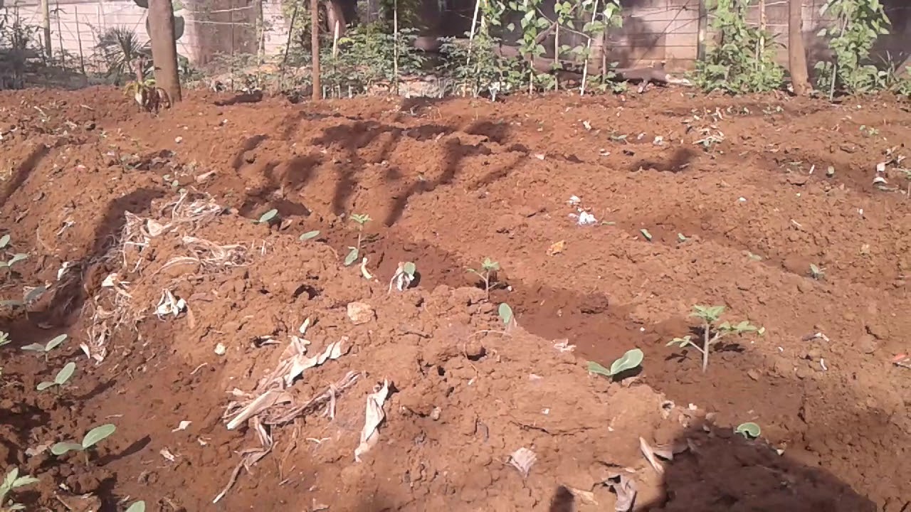 menanam tomat yang sudah dikoker 