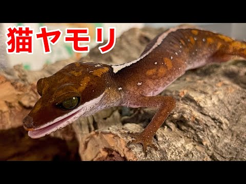 This gecko wags its tail like a cat and is so cute! [Borneo Cat
