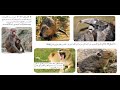 تنوع الثدييات ـ تصنيف الثدييات تنوع الثدييات ـ تصنيف الثدييات