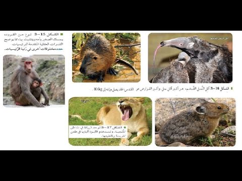 تنوع الثدييات  ـ تصنيف الثدييات