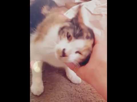 camera iphone 8 plus apk 🐺💖 (Created with @Magisto)