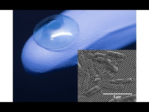 Insect wings inspire antibacterial surfaces for corneal transplants, other medical devices