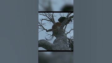 Character Animation with Live Action CGI and VFX