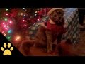 Christmas Animals Compilation