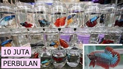 Budidaya Ikan Cupang Hias & Aduan Raup 10 JUTA PERBULAN [ PANDUAN LENGKAP ] - Durasi: 12.36. 