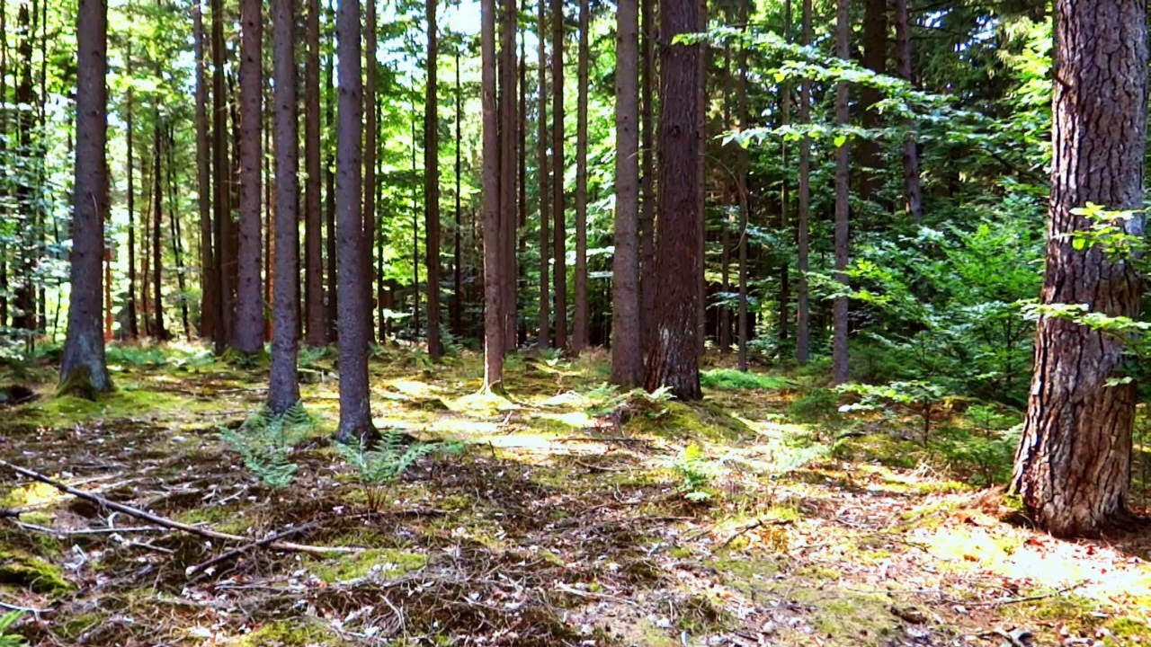 watershed A Forest Dreamscape 2.0