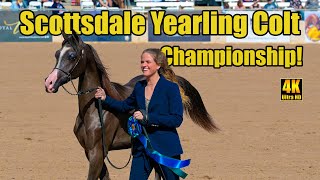 Scottsdale Signature Stallion Yearling Colts Championship - Scottsdale Arabian Horse Show 2024