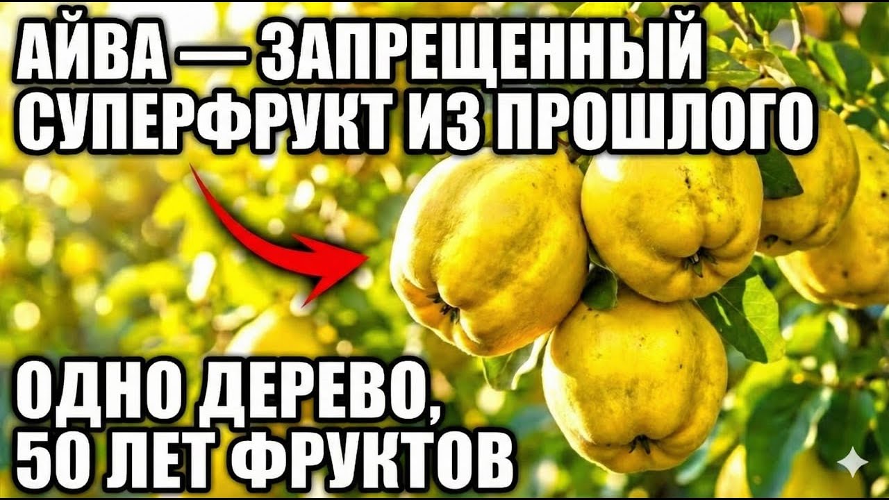 Одно дерево кормит 50 лет: фрукт с втрое больше витамина С, чем яблоко, уничтоженный индустрией