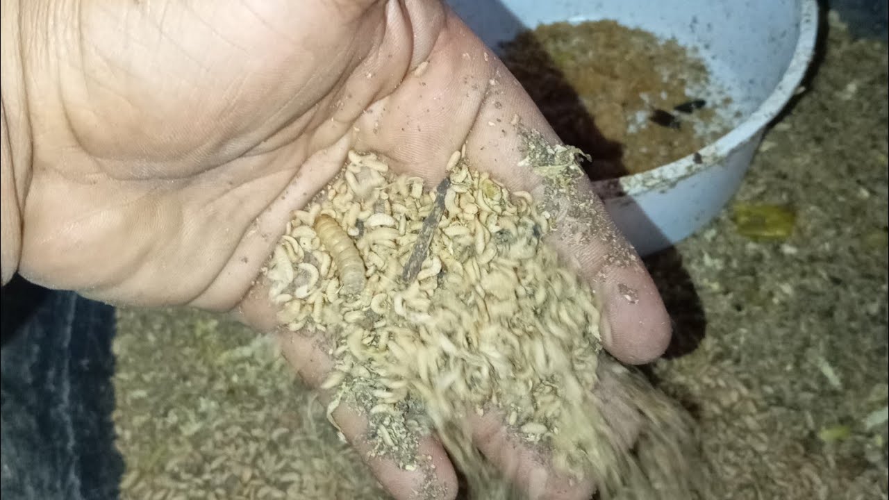 বিলাক সোলজার পুকার ডিম ফুটানোর সঠিক নিওম ও কি ভাবে রেনু ভাগ করবেন শিখুন black soldier puka