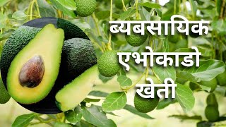 एभोकाडो खेती प्रविधि || Commercial Avocado Cultivation in Nepal