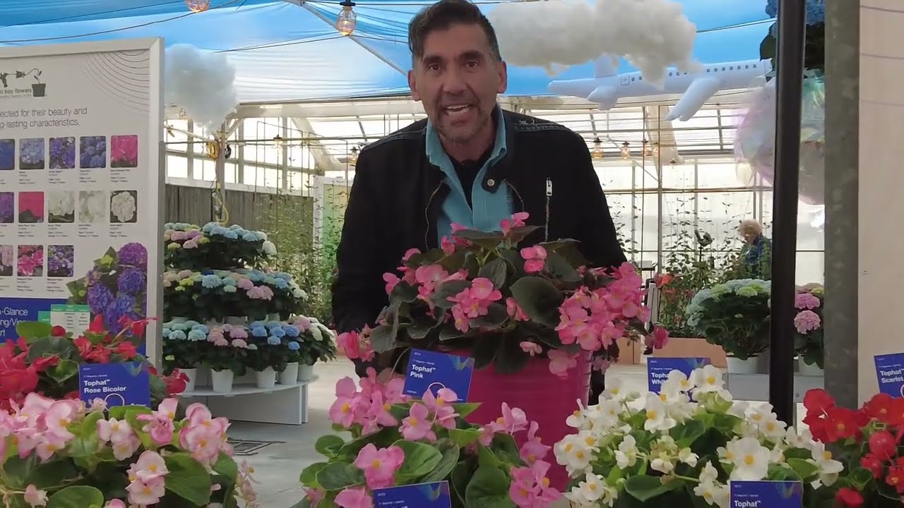 Begonia de flores syngenta