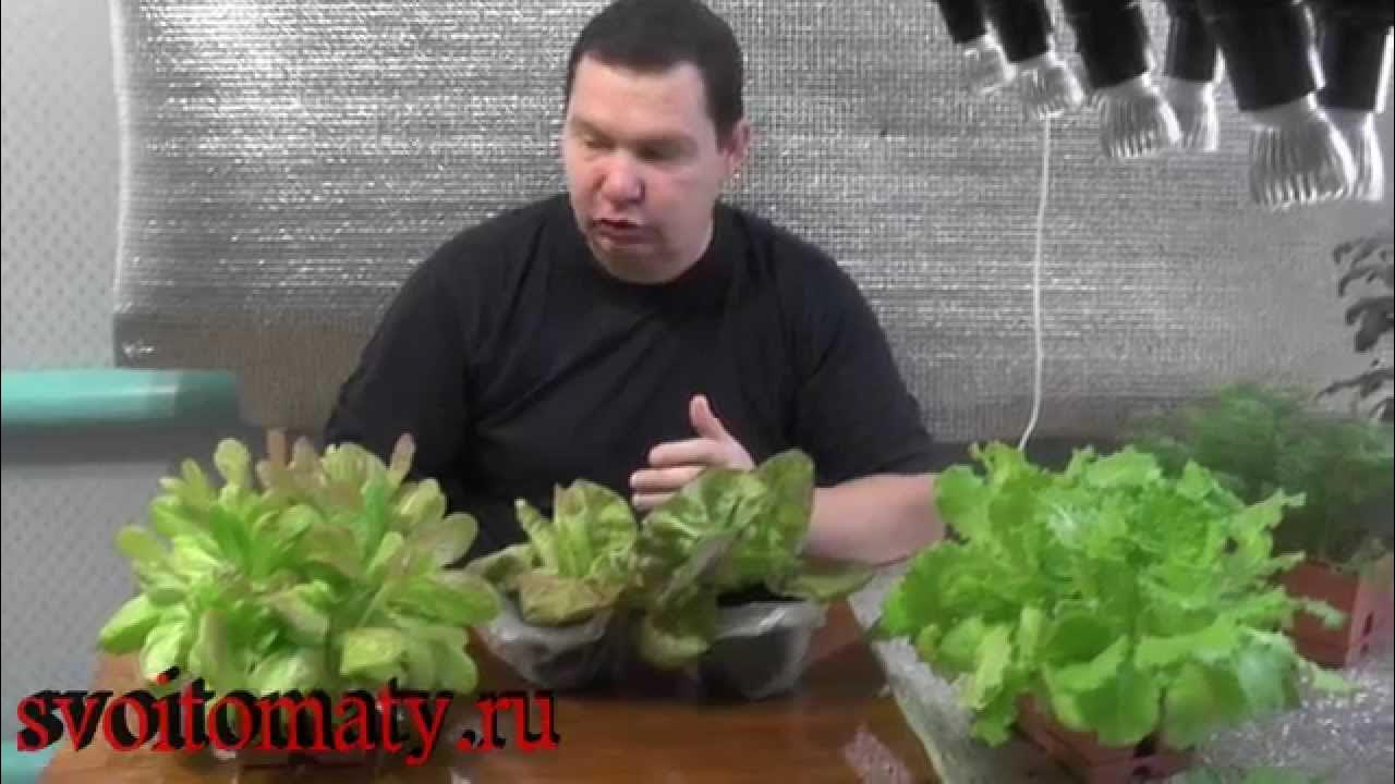 Сеянцы салата. Рассада салата. Вырастить салат на подоконнике. Рассада салата. Рассада салата.