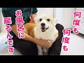お風呂に入った後コーギーの様子がおかしい【お知らせがあります】