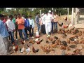 100 Free Range Desi Poultry Farming & Retail Marketing