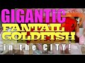 V0108 gigantic fantail goldfish