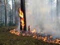 Семья Бровченко. 9 мая! Пожар в лесу возле нашего села! Как горит лес. (05.16г.)