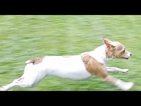 roxy-running-around-after-her-bath