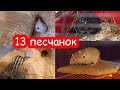 Тайная жизнь песчанок. Песчанка с поломанным хвостом