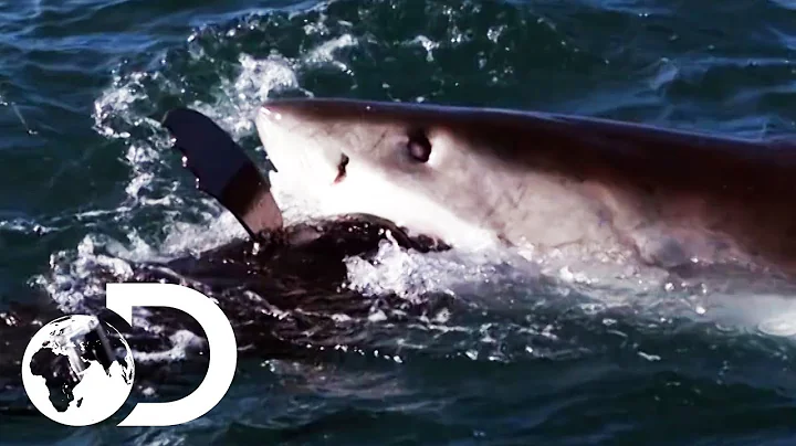 How The World's Deadliest Sharks Hunt For Prey | Shark Week 2019 | Discovery UK