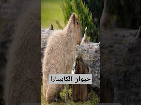 أهدأ حيوان في العالم وأسطورة الاسترخاء الكابيبارا قوارض حيوانات مائية حيوانات لطيفة عالم الحيوانات