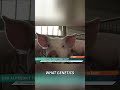 AI Revolutionizes Pork | Perfect Pork Chops!