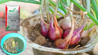 The Best Npk Fertilizer For Onions 100% Fast Fruiting