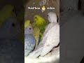 Budgie Breeding Ka Best Tarika 💚 | Easy Tips for Eggs & Chicks 🐥🔥 #shorts #birds #cute #viral #pets