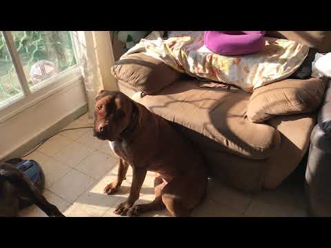 וִידֵאוֹ: כלב סקיי טרייר גזע היפואלרגני, בריאות ותוחלת חיים