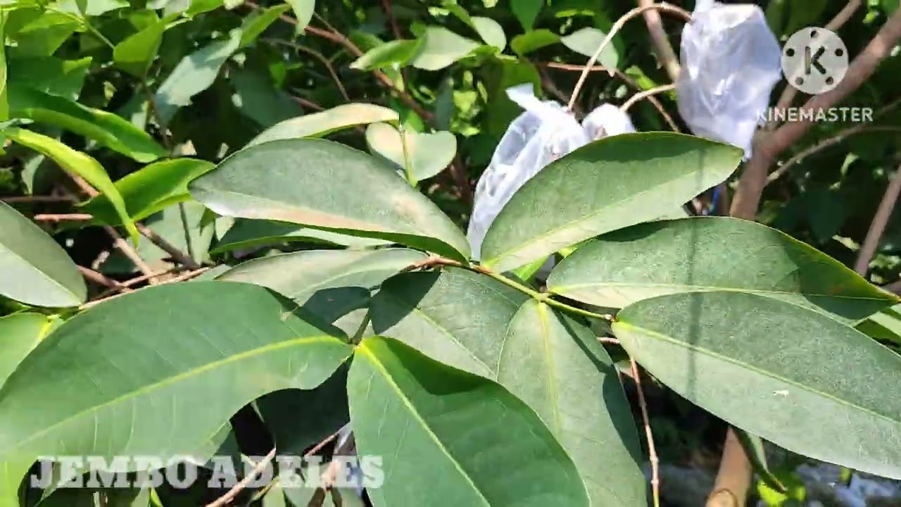 Waspada Pohon Patah jadi dua @jembo adeles