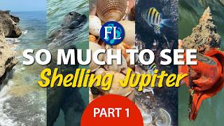 Part 1 of 2: So Much to See Shelling Jupiter Island