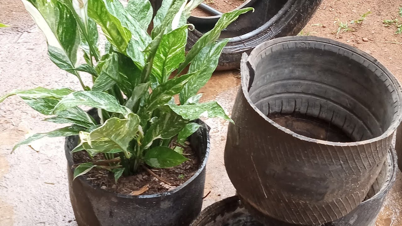 Como fazer vasos de pneu # Fácil e prático#Faça você mesmo.