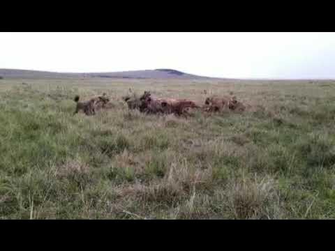 Bitter Rivals, Lions versus Hyenas @Pendo Bush&Beach Holidays - YouTube