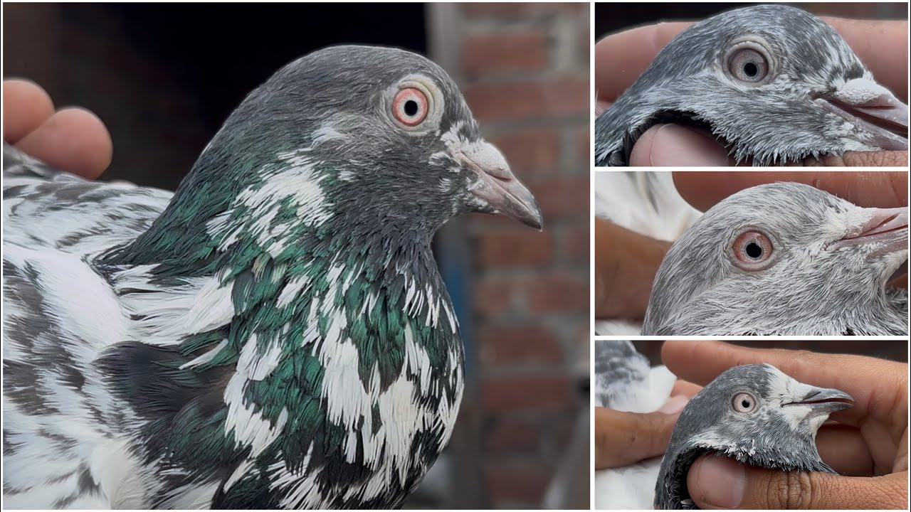 Mohar*wala*kabootar*shonk*#kabootarbazilover 