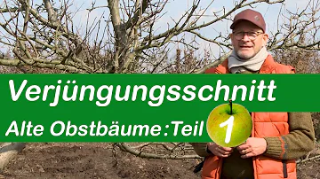 Welche Äste am Apfelbaum schneiden?