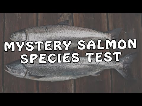 Can You Identify