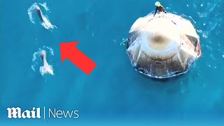 Pod of dolphins greets NASA astronauts for splashdown