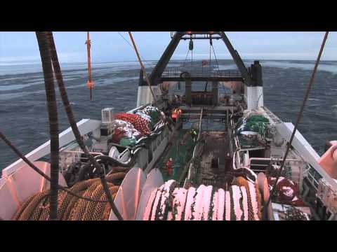 Видео: Морски зърнастец