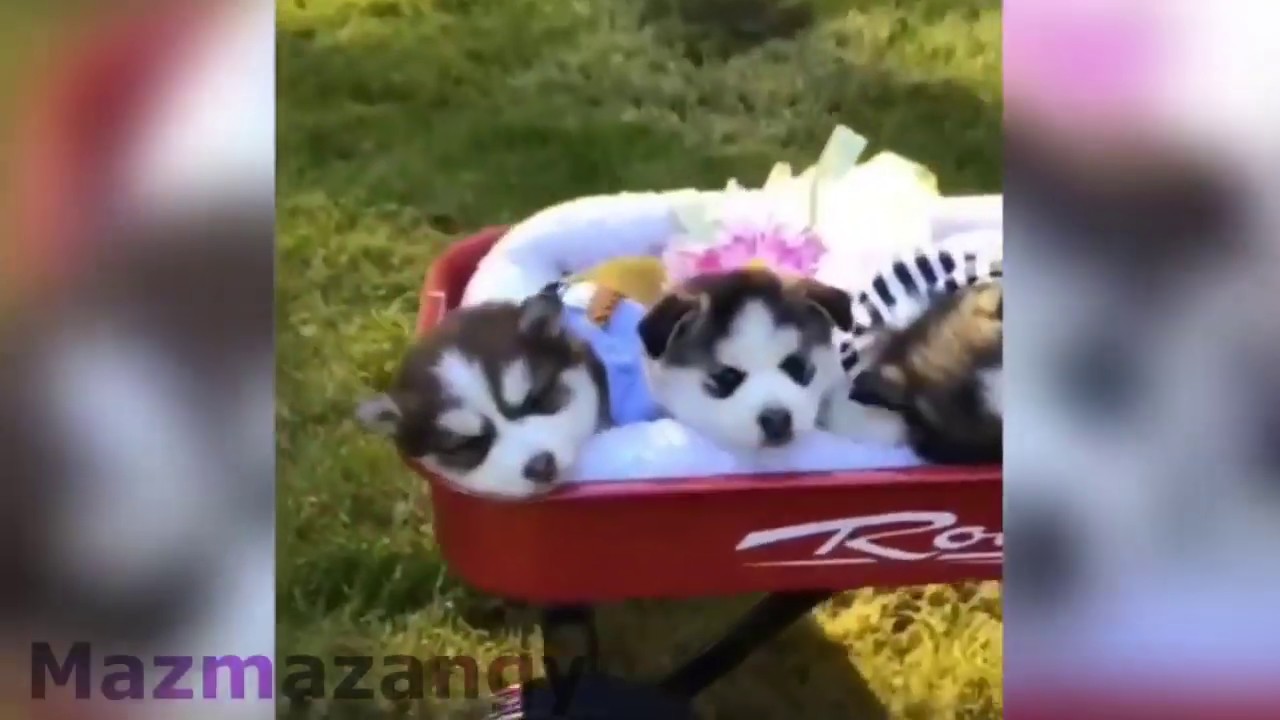 cute animals being weird funny Animals Compilation 1 new HD 2018 - YouTube