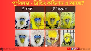 বাজরিগার পাখি এডাল্ট হওয়ার পূর্ণ বিষয়ক নির্দেশিকা ও পাখির বয়স নির্ধারণ করার সহজ উপায় |Episode 10