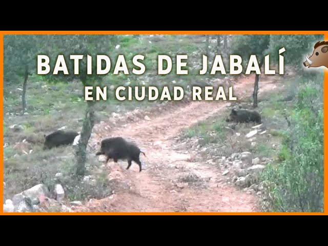 Batidas de Jabalí 💥🐗 | Espectacular!! Videos de Caza en España - YouTube