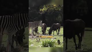 Антилопа Гну: Удивительные факты о символе миграции #животные #animals #facts#shorts  #интересно