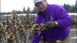 Download lagu Pruning a Peegee Hydrangea