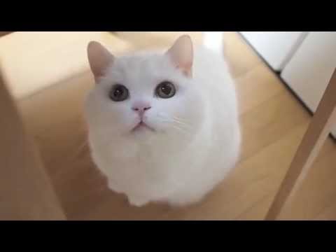 めちゃくちゃ可愛い顔で見上げる猫ちゃん Youtube