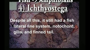 Transitional Fossils I - NEW