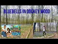 Bluebells in Dockey Wood 🌿 | Magical Bluebell Forest in the Uk. “Is it worth visiting?👍