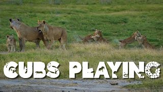 5 FEET AWAY from BABY CUBS and MOM! Why Go On a Kenyan Safari? by Chris Chrisman Travel Adventures 67 views 3 months ago 8 minutes, 17 seconds