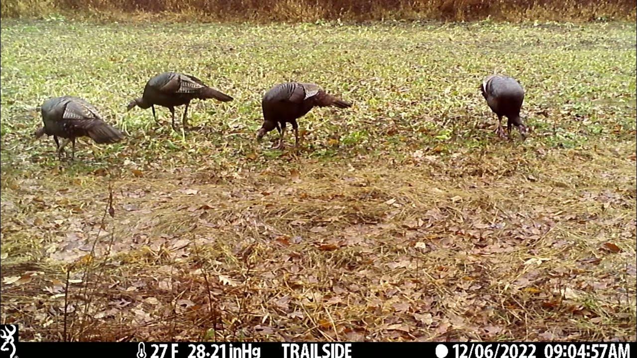 178 PA food plot last winter YouTube