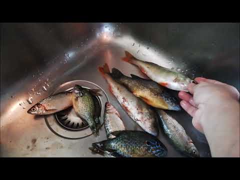 วีดีโอ: Gobies เป็นปลาตัวเล็ก แต่อร่อย