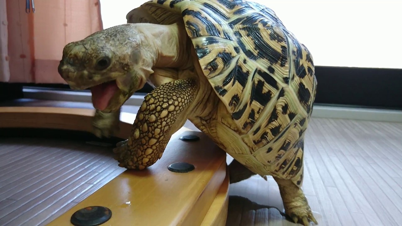 ヒョウモンリクガメ春太郎005 発情期その2 床 びしょ濡れ Leopard Tortoise Hal Taro 005 Estrus 2 Drenched Youtube