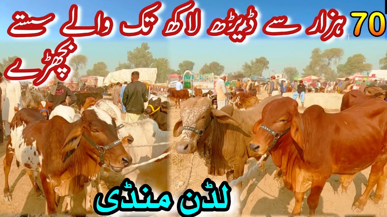 LUDDAN MANDI MEDIUM RANGE BACHRA PRICE || Sahiwal Cholistani Bachra Farming In Pakistan || Qurbani